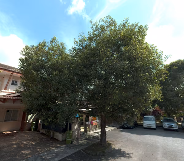 tree photo