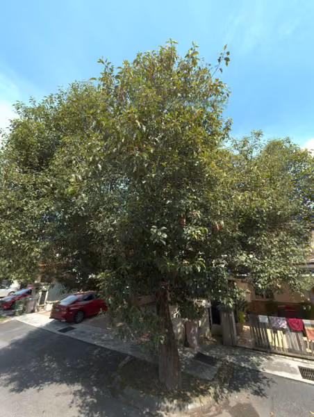 tree photo