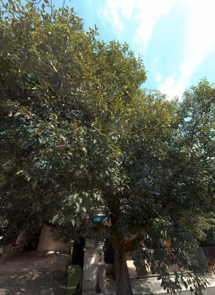 tree photo