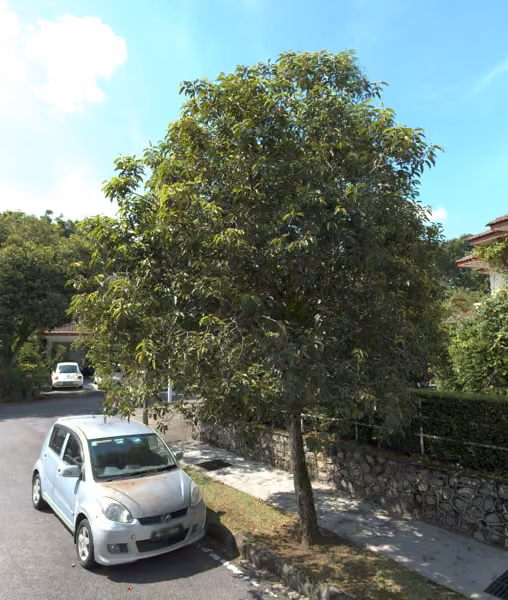 tree photo