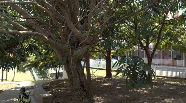 tree photo