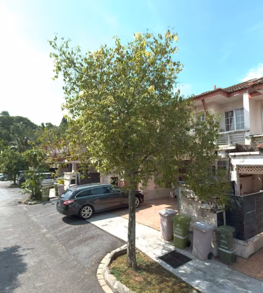 tree photo