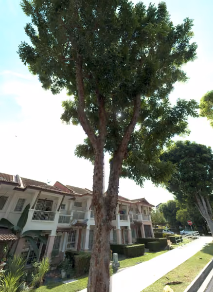 tree photo