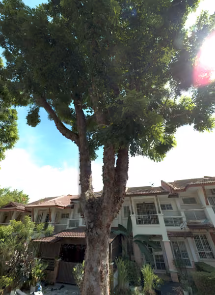 tree photo