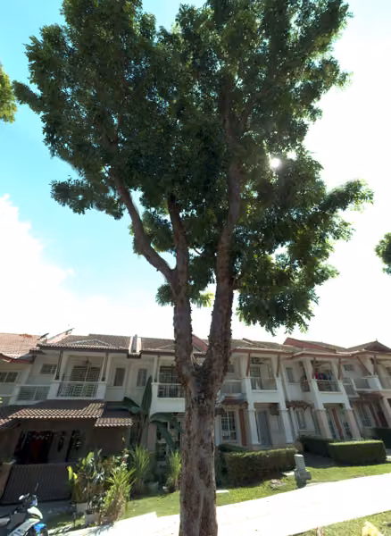 tree photo