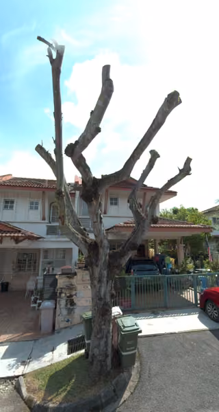 tree photo