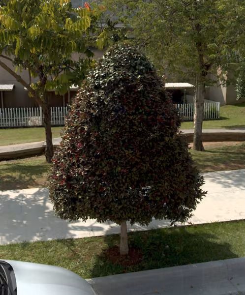 tree photo