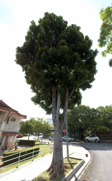 tree photo