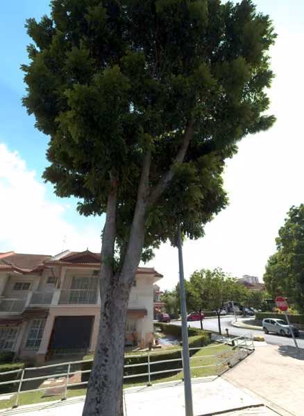 tree photo