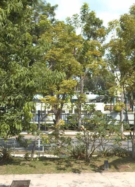 tree photo