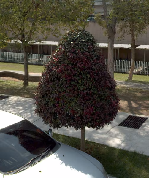 tree photo