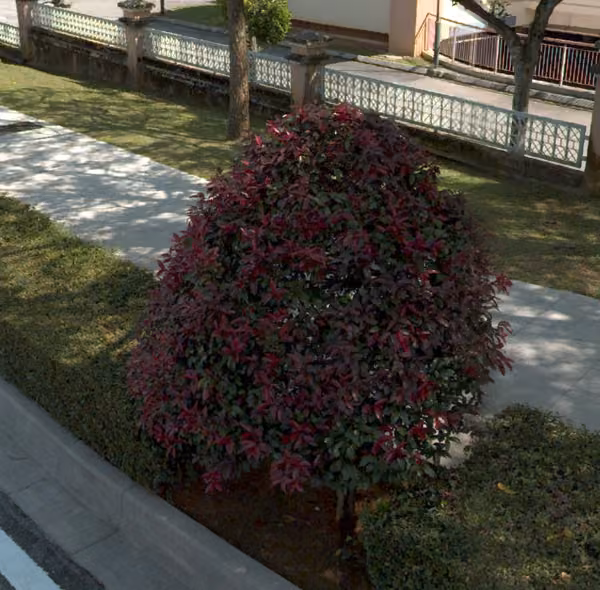 tree photo