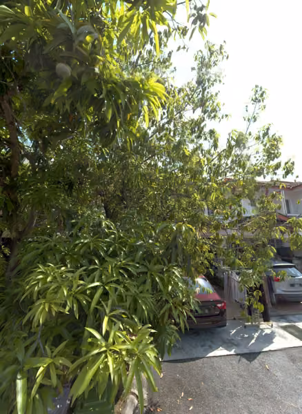 tree photo