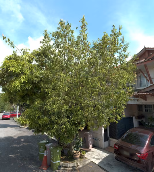 tree photo