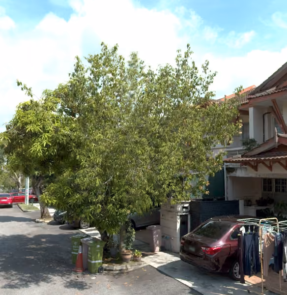 tree photo