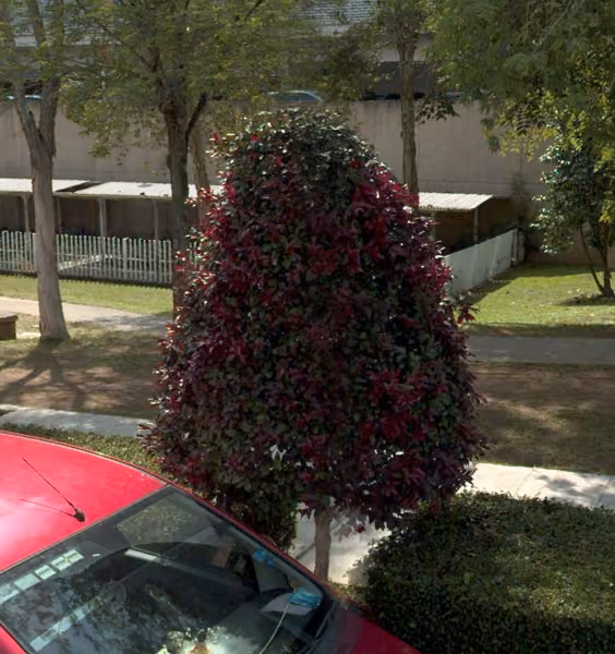 tree photo