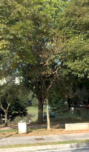 tree photo