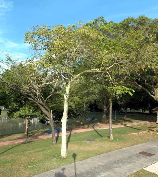tree photo