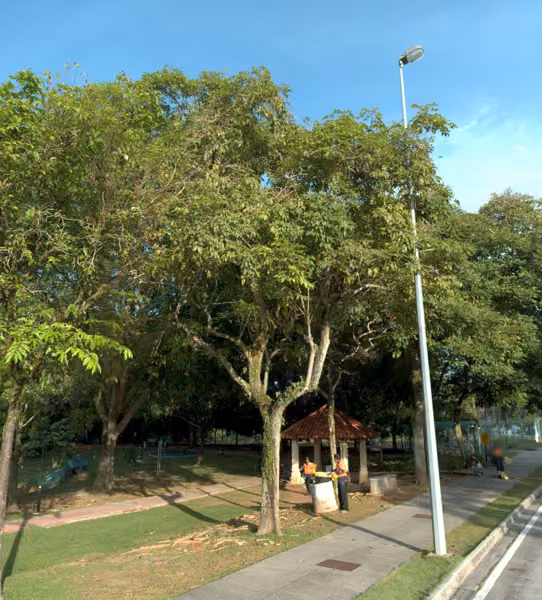 tree photo