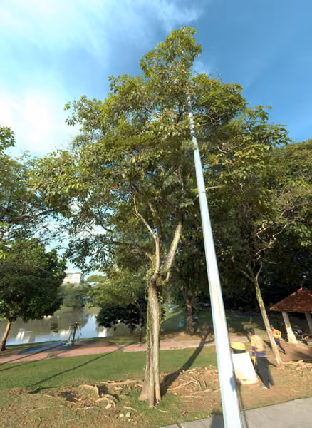tree photo