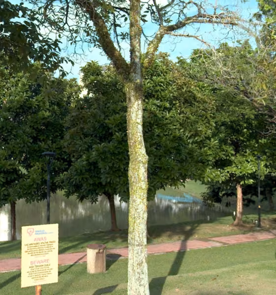 tree photo