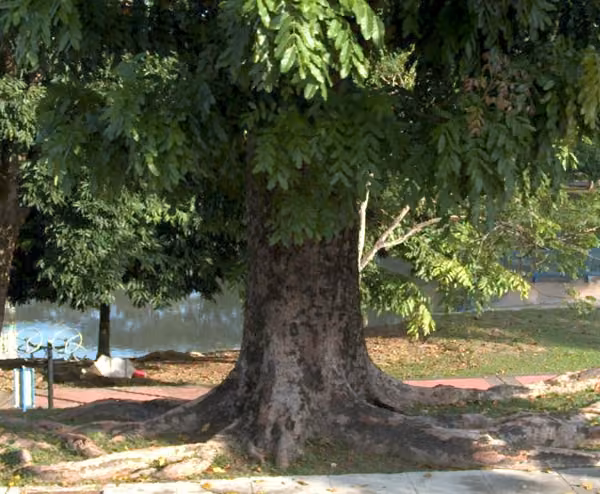 tree photo
