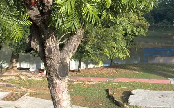 tree photo