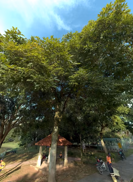 tree photo