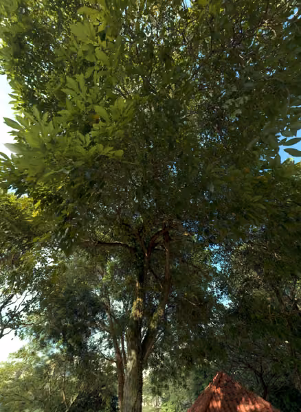 tree photo