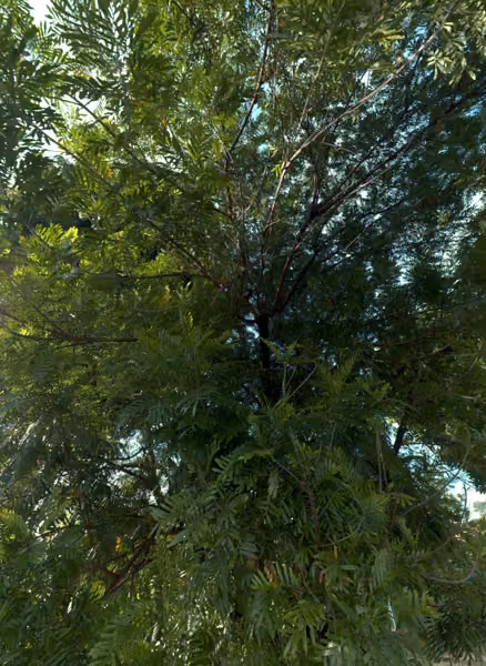 tree photo