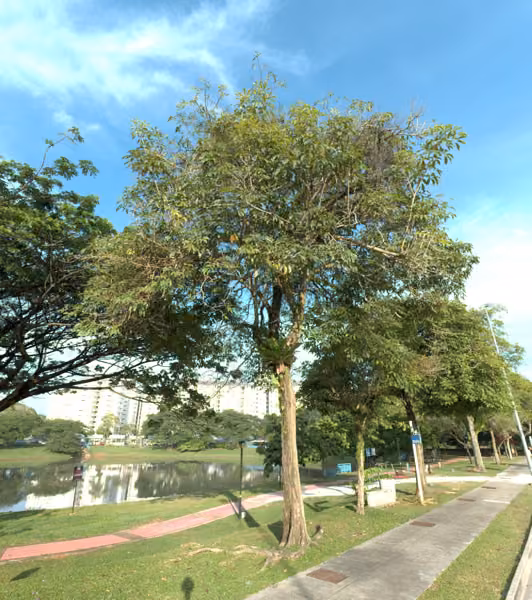 tree photo
