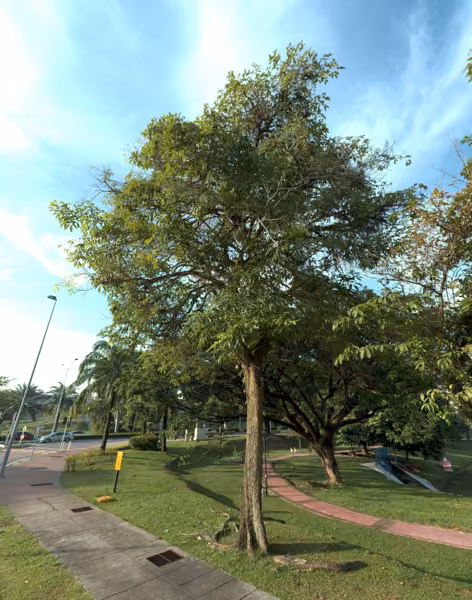 tree photo