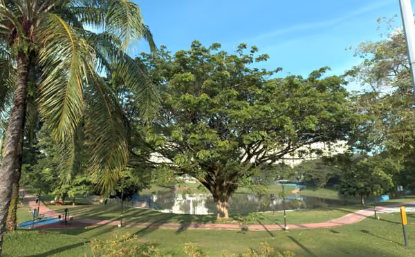 tree photo