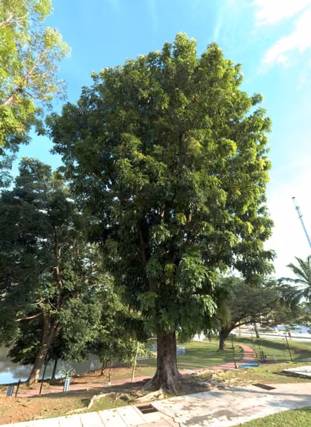 tree photo