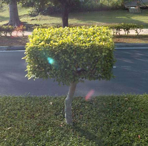 tree photo