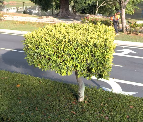 tree photo