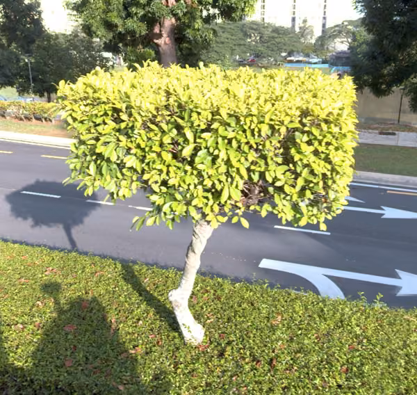 tree photo