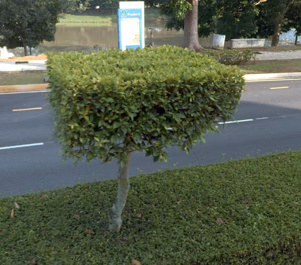 tree photo