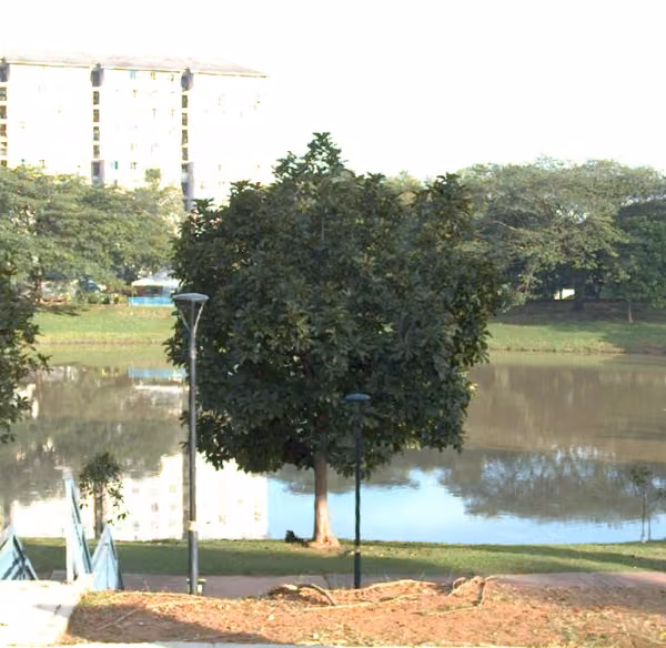 tree photo