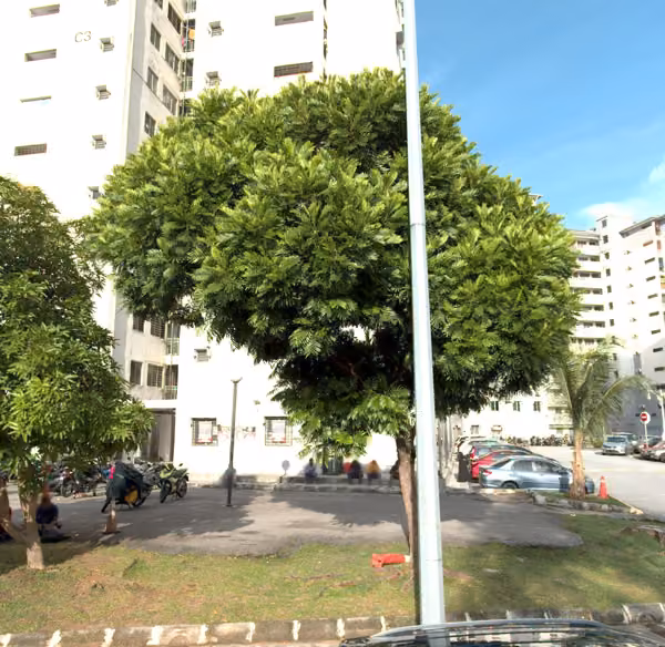 tree photo
