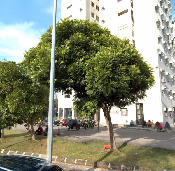 tree photo