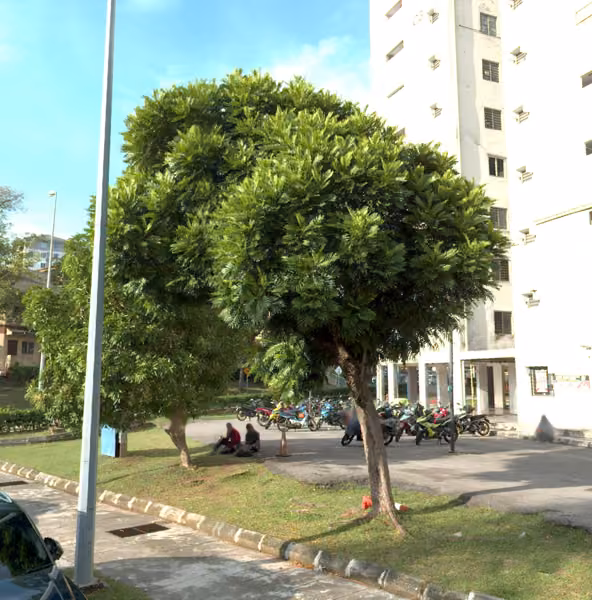tree photo