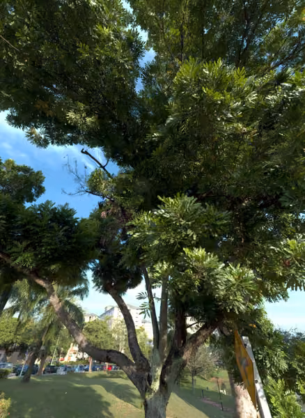 tree photo