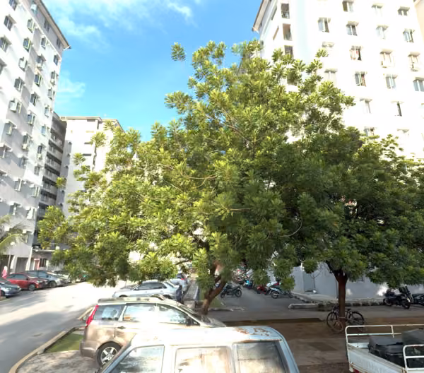 tree photo