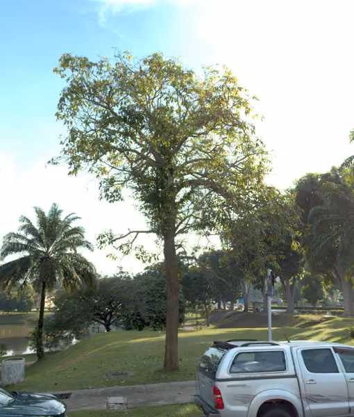 tree photo