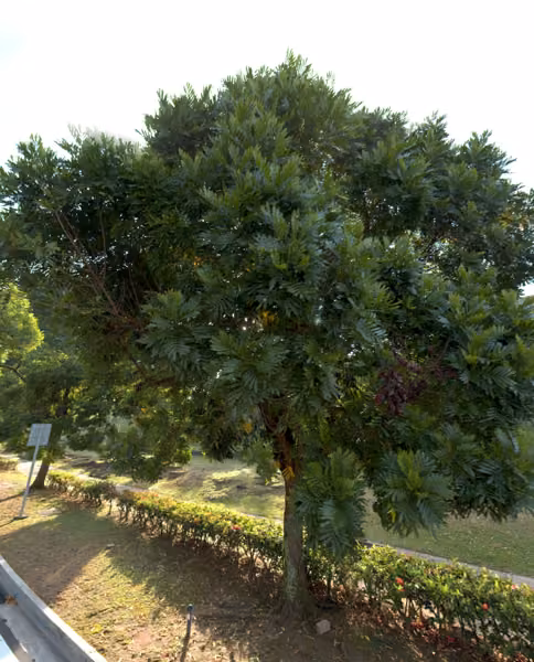 tree photo