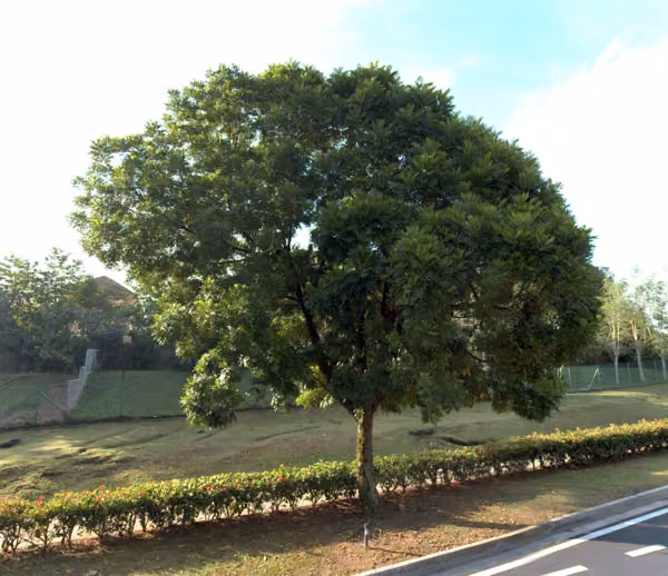 tree photo