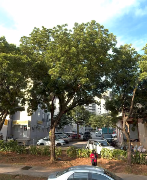 tree photo