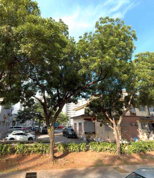 tree photo