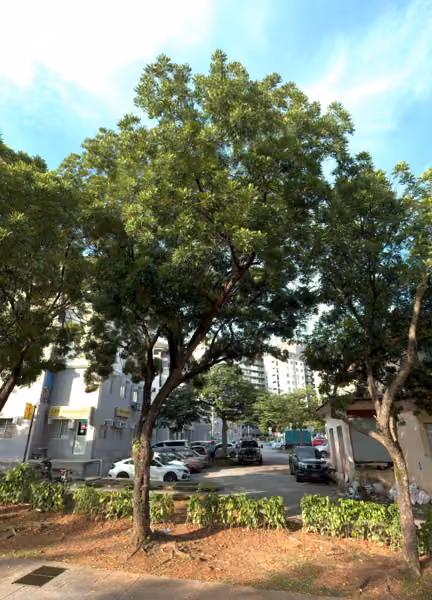 tree photo